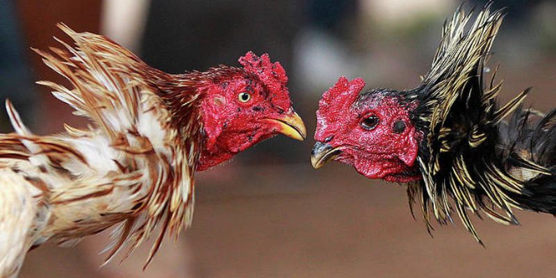 Thế đá có nhiều ưu điểm nổi trội